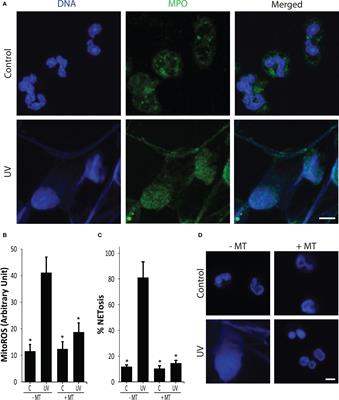 Mitochondrial ROS and base excision repair steps leading to DNA nick formation drive ultraviolet induced-NETosis